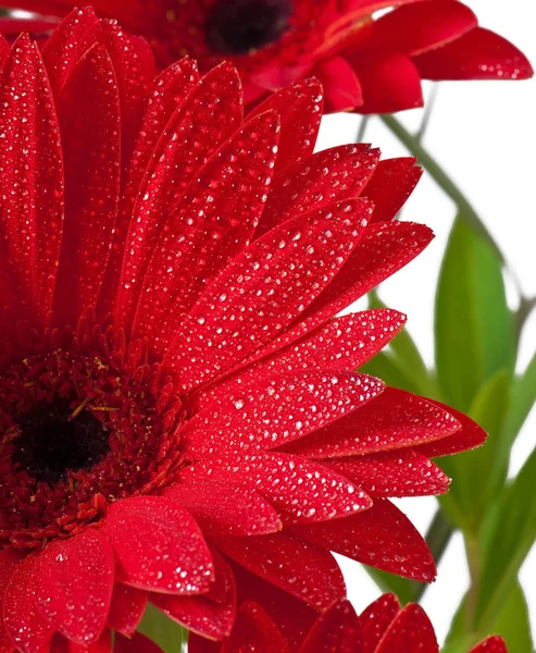 Vykort från Gerbera — Stockfoto