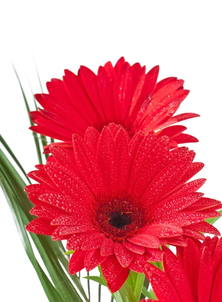 Postcard from gerberas — Stock Photo, Image