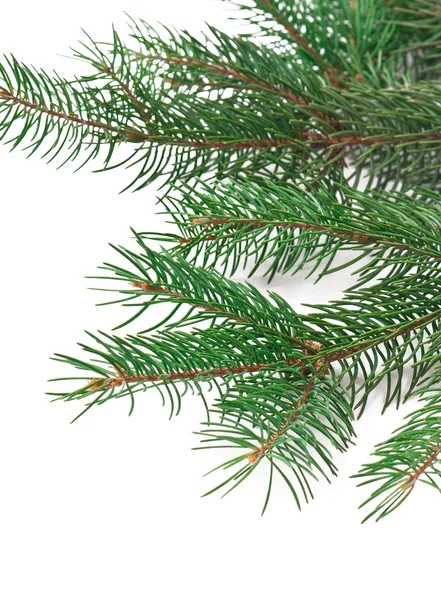 Juldekoration med fir-träd på trä bakgrund — Stockfoto