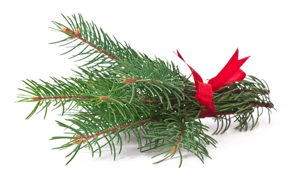 Groene pijnbomen tak met rode strik op een witte achtergrond — Stockfoto