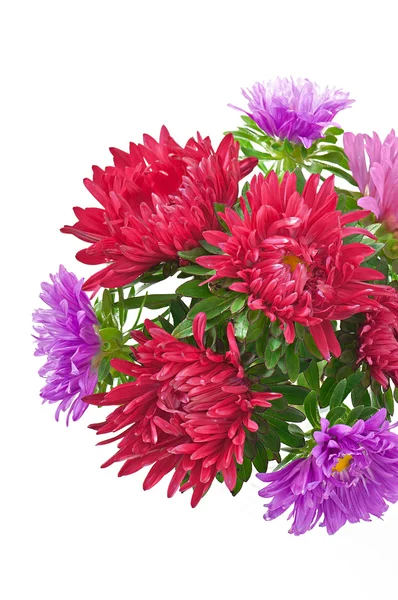 Aster Blumen isoliert auf weißem Hintergrund — Stockfoto