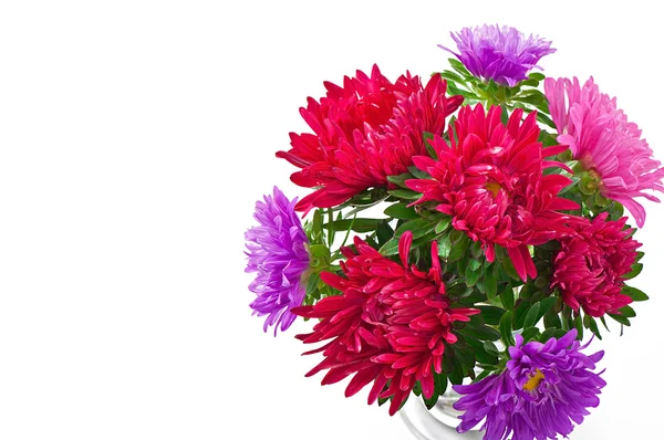 Aster flowers isolated on white background — Stock Photo, Image