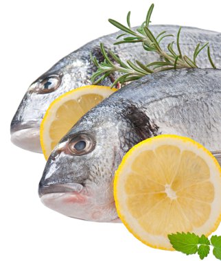 beyaz zemin üzerine taze çiğ dorado balığı