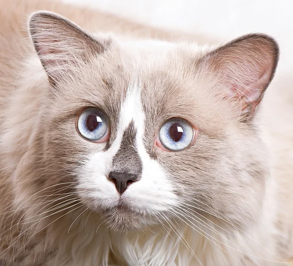 Ragdoll razza di gatto faccia primo piano — Foto Stock