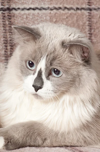 Chat beige couché sur le lit — Photo