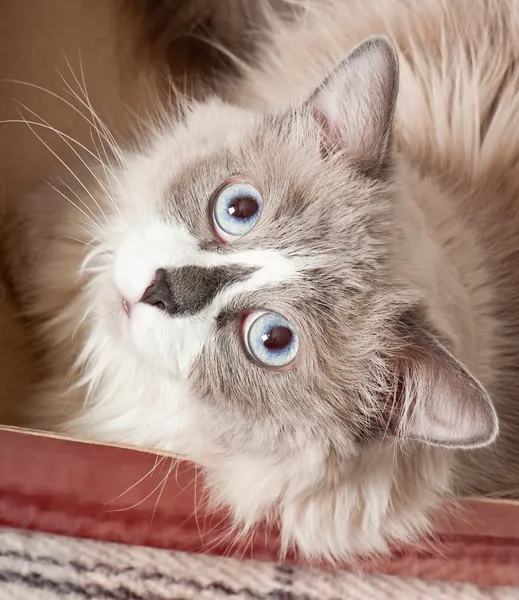 Kırmızı bir kutu içinde yalan bej kedi — Stok fotoğraf