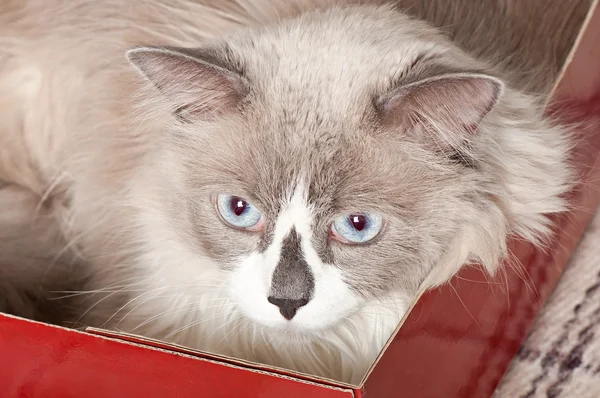 Бежевая кошка лежит в красной коробке — стоковое фото