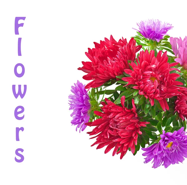 Aster Blumen isoliert auf weißem Hintergrund — Stockfoto