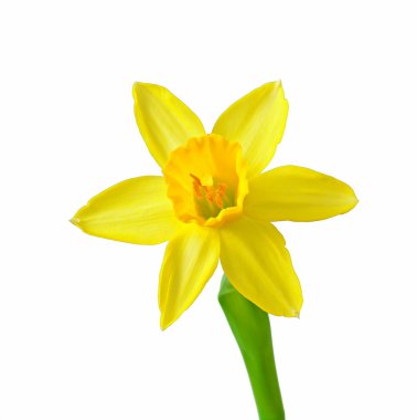 våren blommor narcissus isolerad på vit bakgrund.