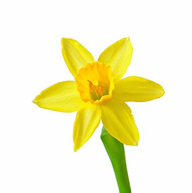 Spring flowers narcissus isolated on white background. clipart