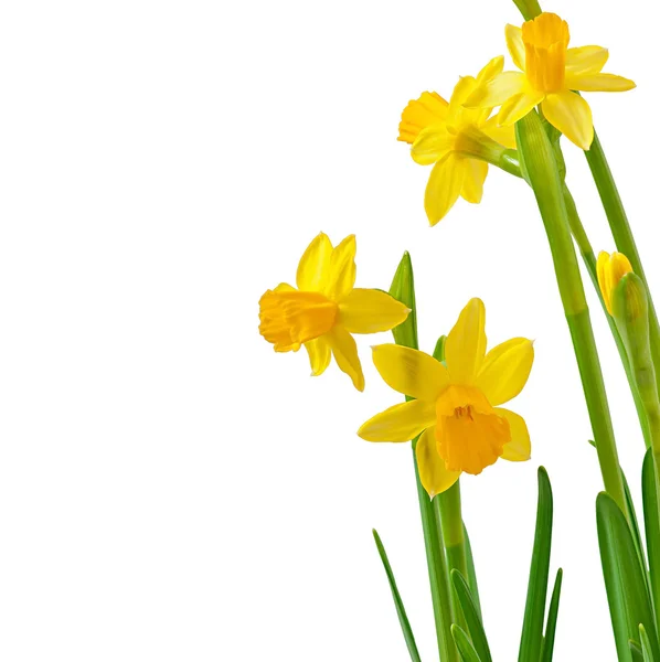 Våren blommor narcissus isolerad på vit bakgrund. — Stockfoto