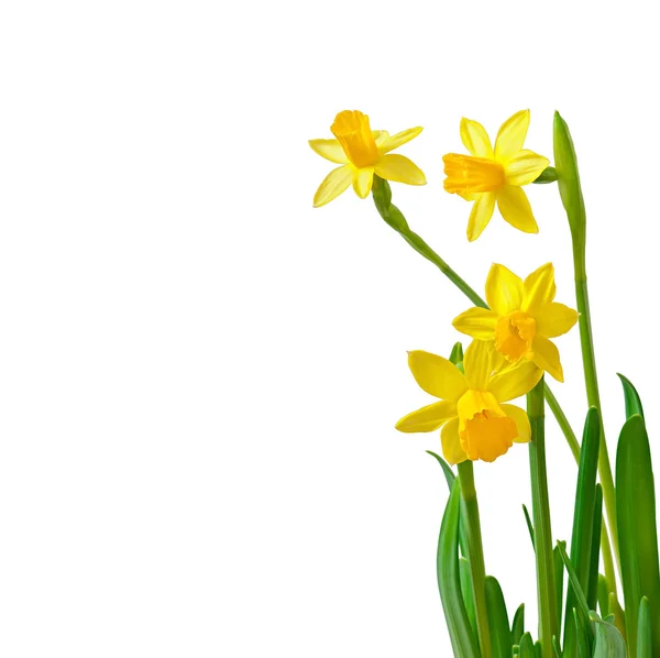 Spring flowers narcissus isolated on white background. — Stock Photo, Image