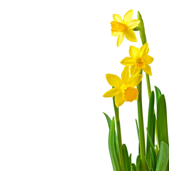Spring flowers narcissus isolated on white background. — Stock Photo, Image