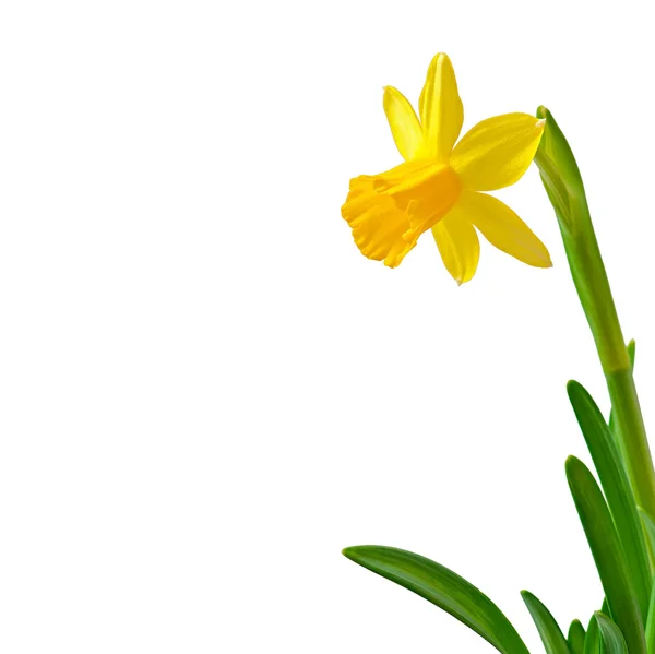 Spring flowers narcissus isolated on white background. — Stock Photo, Image