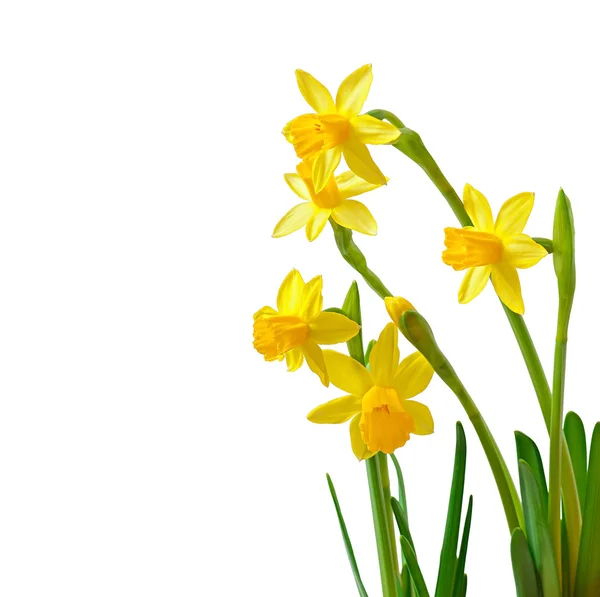 Frühlingsblumen Narzisse isoliert auf weißem Hintergrund. — Stockfoto