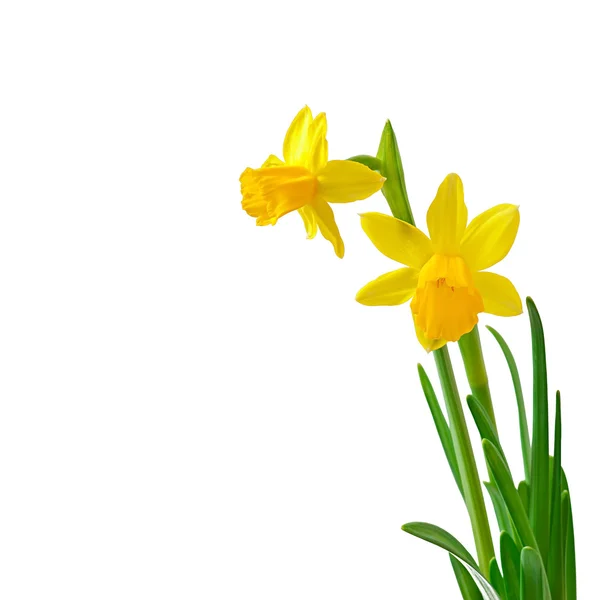 Spring flowers narcissus isolated on white background. — Stock Photo, Image