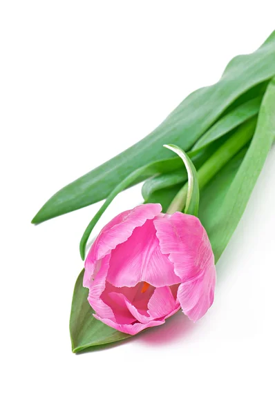 Schöne lila Tulpe isoliert auf weiß — Stockfoto