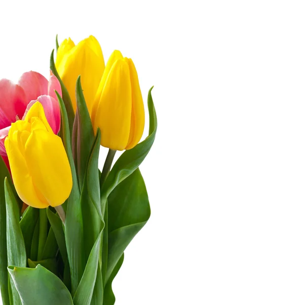 Kytice tulipánů — Stock fotografie