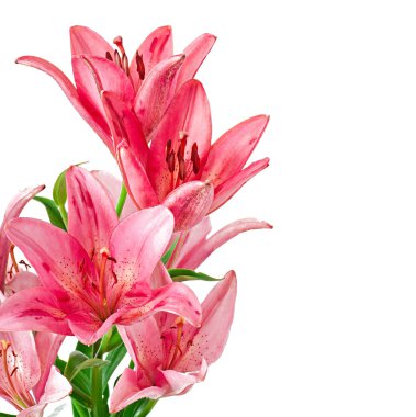 Güzel pembe zambak, beyaz üzerine izole edilmiş.