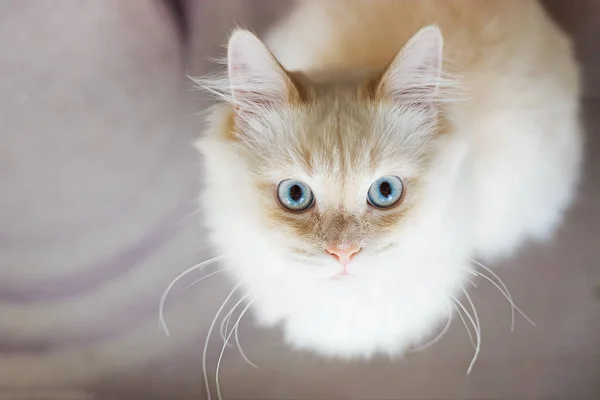 一只白色的猫 蜷曲着身子 睁大了眼睛 吃惊极了 — 图库照片