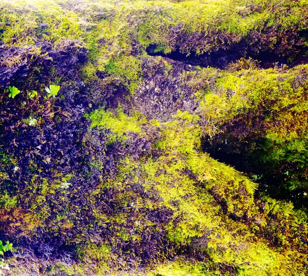 Πράσινο Κάλυμμα Βρύων Φόντο Φλοιού Δέντρου Close Υφή Βρύων Στην — Φωτογραφία Αρχείου