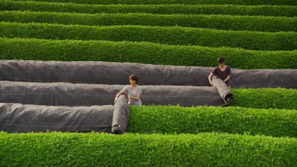 Τσάι Φυτεία Απαλές Σειρές Από Πράσινους Θάμνους Σάνσετ Αεροφωτογραφία Βίντεο Κλιπ