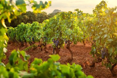 Hasattan önce üzüm bağındaki olgun üzümlerden bir demet. Fotoğraf, Borme les Mimosas yakınlarında denize inen tepelerde çekildi..