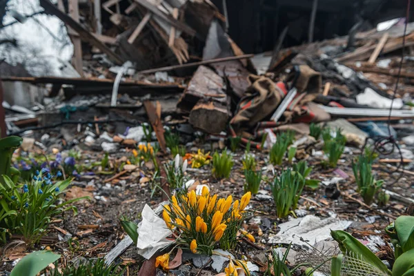 Borodianka Kyiv Region Ukraine April 2022 在荒废的院子里开花 — 图库照片