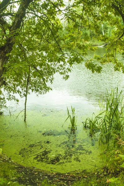 O que tudo verde ... — Fotografia de Stock