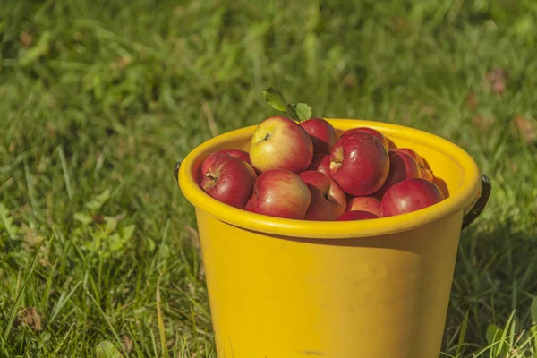 Gewas van appels — Stockfoto