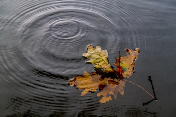 Pluie d'automne — Photo