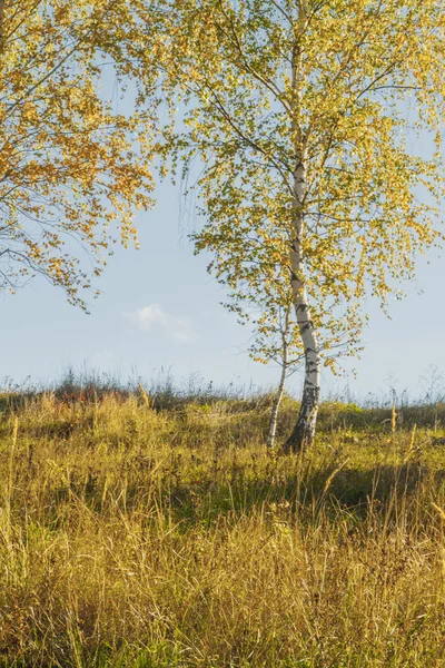 Birch gold — Stock Photo, Image