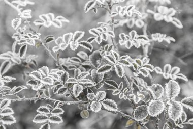ilk frosts
