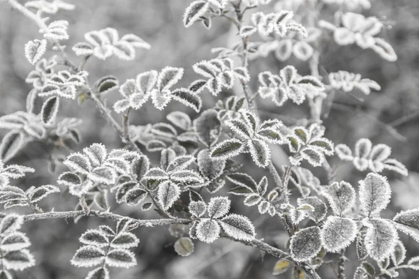 Första frosten — Stockfoto