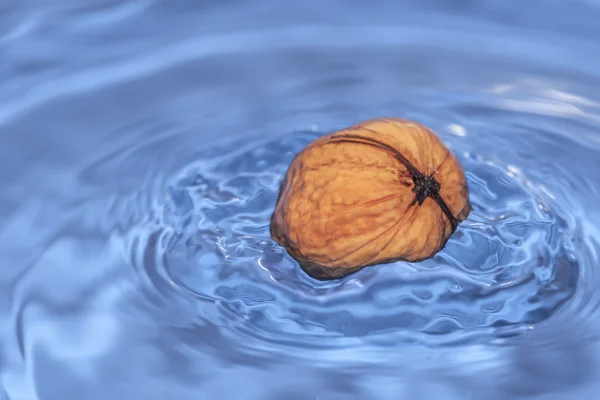 Walnut in water — Stockfoto