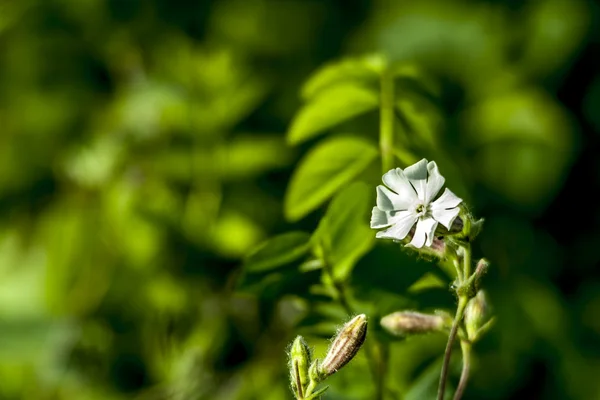 Polní květina — Stock fotografie