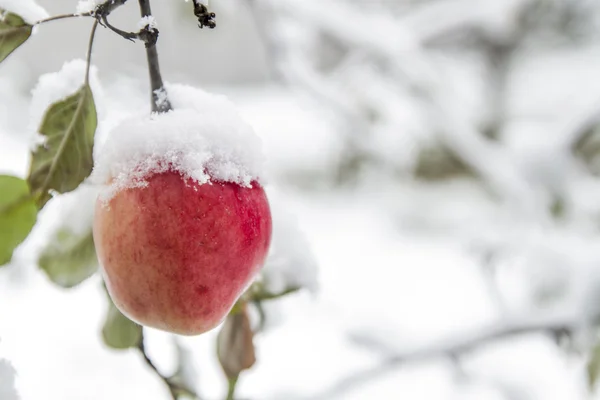 Eerste sneeuw Rechtenvrije Stockafbeeldingen