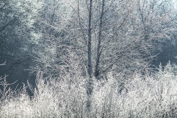 Winterwald — Stockfoto