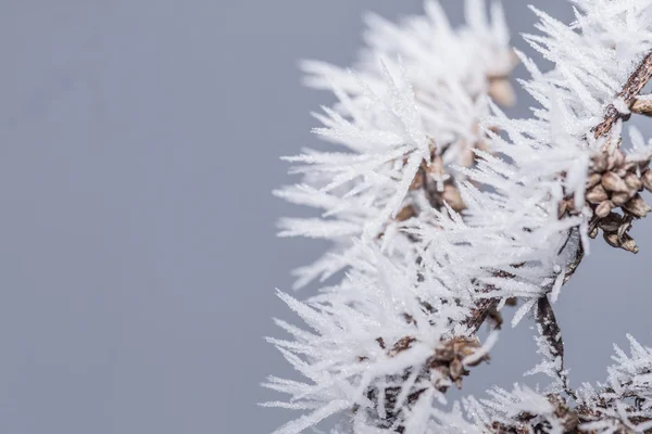 Hoarfrost on a branch — Stock Photo, Image