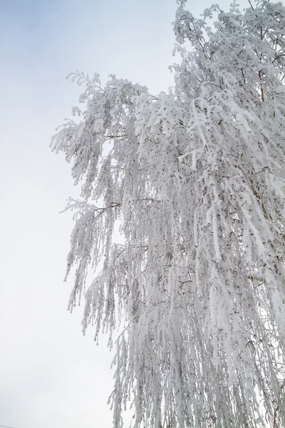 Beleza da neve — Fotografia de Stock