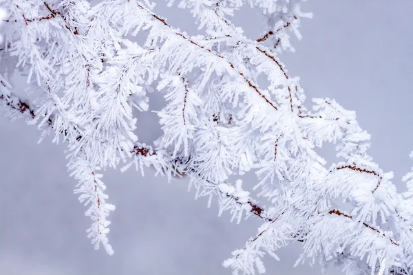 Eismärchen — Stockfoto