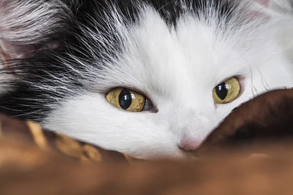 I watch you