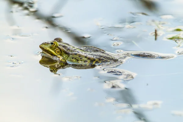 Frog in water — Stock Photo, Image