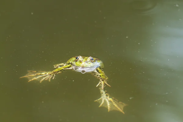 Frosch — Stockfoto