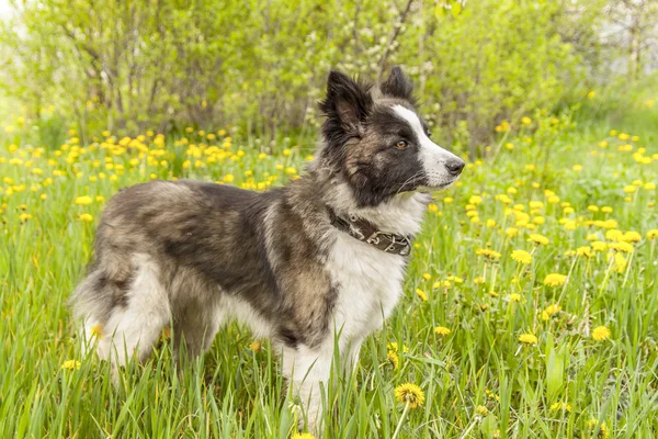 Собака на поляне — стоковое фото