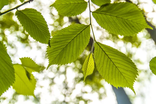 Folhagem verde primavera — Fotografia de Stock