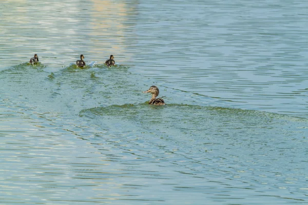 Lebende Torpedos — Stockfoto