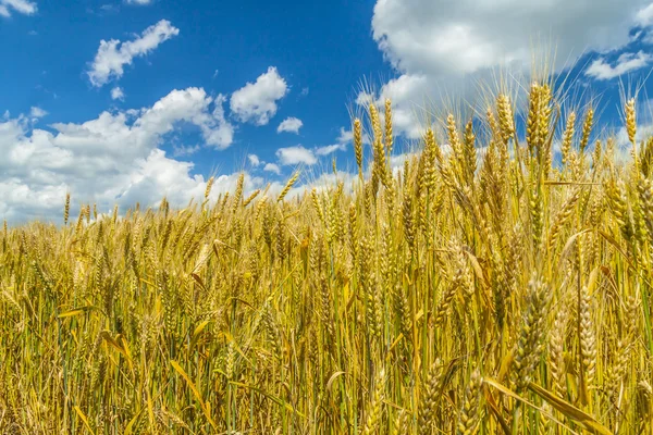 Ripe wheat — Stock Photo, Image