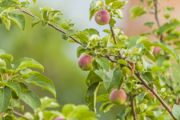 Gewas van appels — Stockfoto