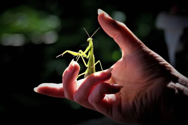 Mantis Στην Παλάμη Του Χεριού Σας — Φωτογραφία Αρχείου